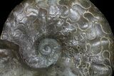 Tall Triassic Ammonite (Ceratites) Cluster - Germany #94090-2